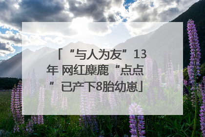 “与人为友”13年 网红麋鹿“点点”已产下8胎幼崽