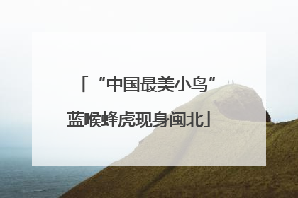 “中国最美小鸟”蓝喉蜂虎现身闽北