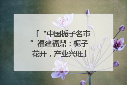 “中国栀子名市”福建福鼎：栀子花开，产业兴旺