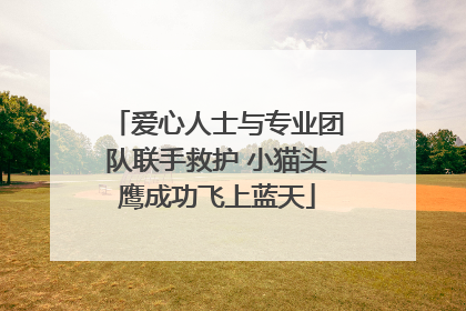 爱心人士与专业团队联手救护 小猫头鹰成功飞上蓝天