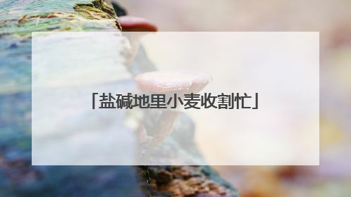 盐碱地里小麦收割忙