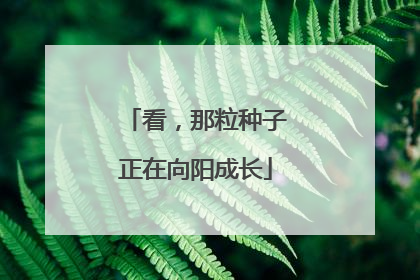 看，那粒种子正在向阳成长