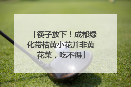 筷子放下！成都绿化带桔黄小花并非黄花菜，吃不得