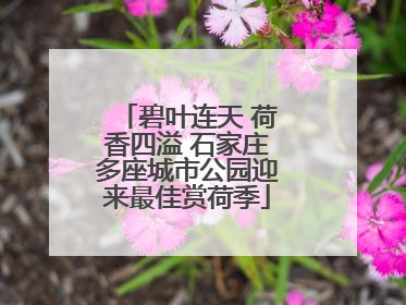 碧叶连天 荷香四溢 石家庄多座城市公园迎来最佳赏荷季