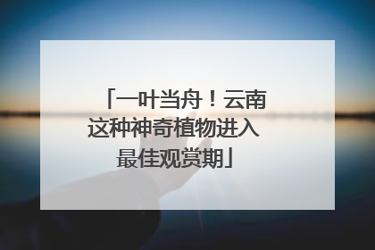 一叶当舟！云南这种神奇植物进入最佳观赏期