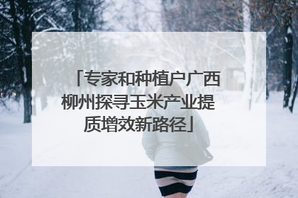 专家和种植户广西柳州探寻玉米产业提质增效新路径
