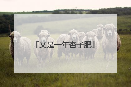 又是一年杏子肥