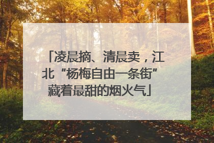 凌晨摘、清晨卖，江北“杨梅自由一条街”藏着最甜的烟火气