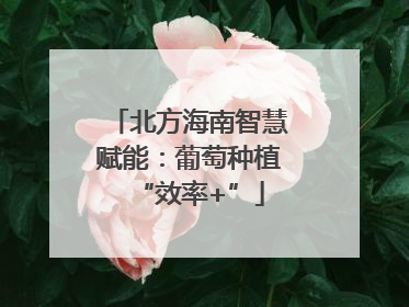 北方海南智慧赋能：葡萄种植“效率+”