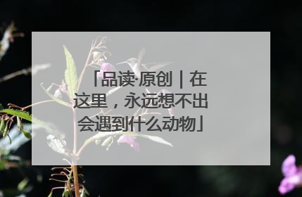 品读·原创｜在这里，永远想不出会遇到什么动物