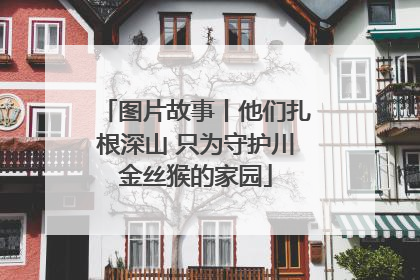 图片故事丨他们扎根深山 只为守护川金丝猴的家园