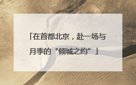 在首都北京，赴一场与月季的“倾城之约”