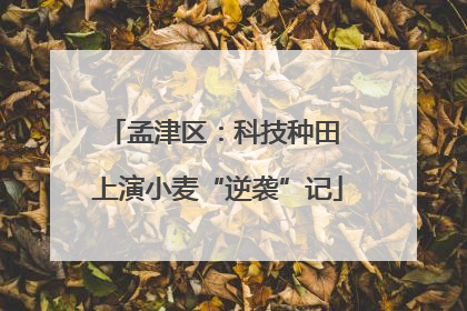 孟津区：科技种田 上演小麦“逆袭”记