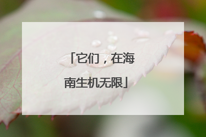 它们，在海南生机无限