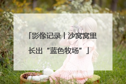影像记录丨沙窝窝里长出“蓝色牧场”