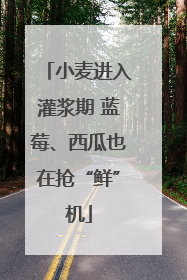 小麦进入灌浆期 蓝莓、西瓜也在抢“鲜”机