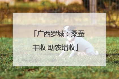 广西罗城：桑蚕丰收 助农增收