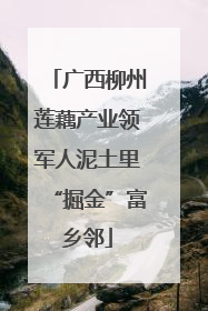 广西柳州莲藕产业领军人泥土里“掘金”富乡邻