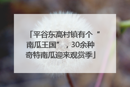 平谷东高村镇有个“南瓜王国”，30余种奇特南瓜迎来观赏季