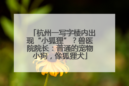 杭州一写字楼内出现“小狐狸”？兽医院院长：普通的宠物小狗，像狐狸犬