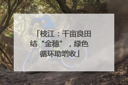 枝江：千亩良田结“金穗”，绿色循环助增收
