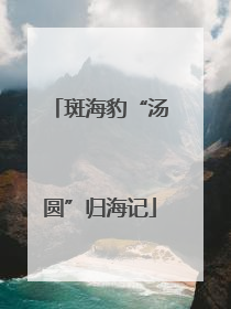 斑海豹“汤圆”归海记
