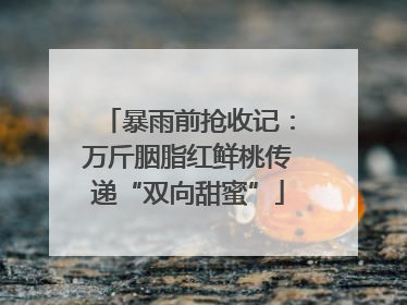 暴雨前抢收记：万斤胭脂红鲜桃传递“双向甜蜜”