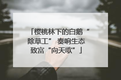 樱桃林下的白鹅“除草工” 奏响生态致富“向天歌”