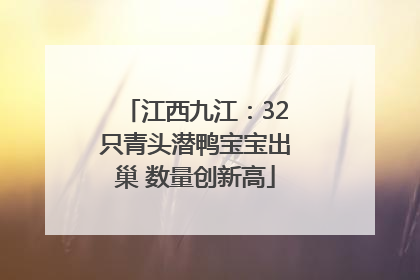 江西九江：32只青头潜鸭宝宝出巢 数量创新高