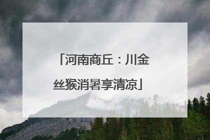 河南商丘：川金丝猴消暑享清凉