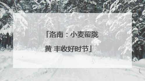 洛南：小麦覆陇黄 丰收好时节