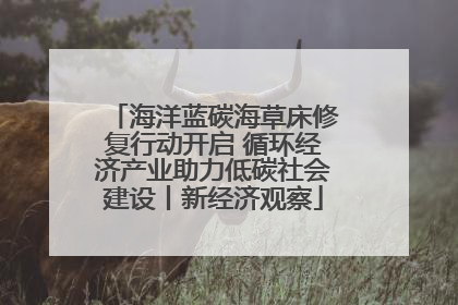 海洋蓝碳海草床修复行动开启 循环经济产业助力低碳社会建设丨新经济观察