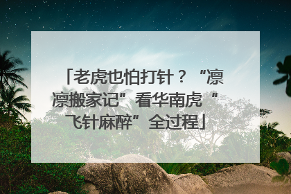 老虎也怕打针？“凛凛搬家记”看华南虎“飞针麻醉”全过程