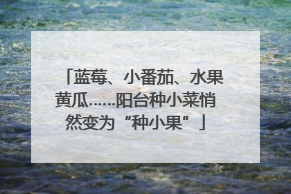 蓝莓、小番茄、水果黄瓜……阳台种小菜悄然变为“种小果”