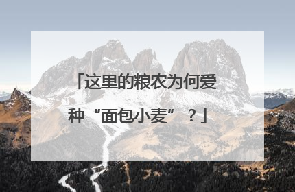 这里的粮农为何爱种“面包小麦”？