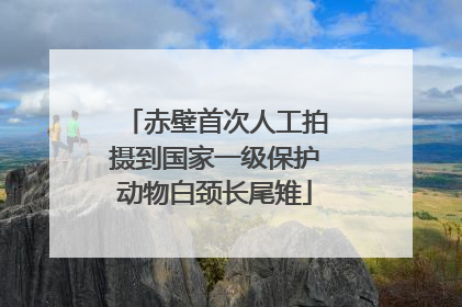 赤壁首次人工拍摄到国家一级保护动物白颈长尾雉