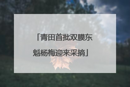 青田首批双膜东魁杨梅迎来采摘