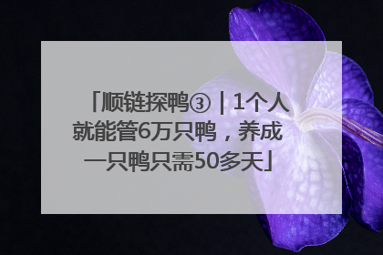 顺链探鸭③｜1个人就能管6万只鸭，养成一只鸭只需50多天