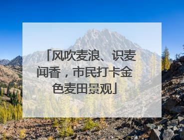 风吹麦浪、识麦闻香，市民打卡金色麦田景观