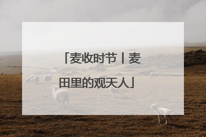 麦收时节丨麦田里的观天人