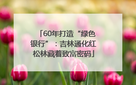 60年打造“绿色银行”：吉林通化红松林藏着致富密码